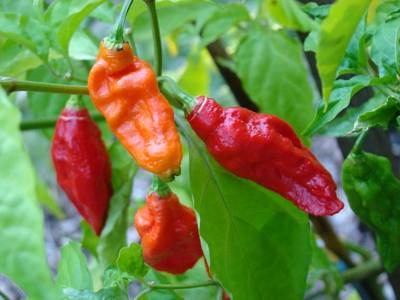 Bhut Jolokia